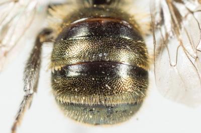  Osmia gallarum Spinola, 1808