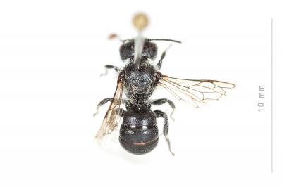  Osmia ligurica Morawitz, 1868
