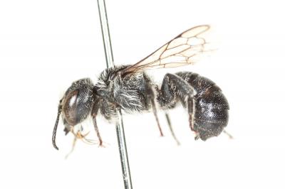  Osmia ligurica Morawitz, 1868