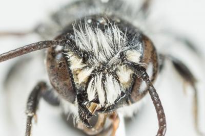  Osmia ligurica Morawitz, 1868