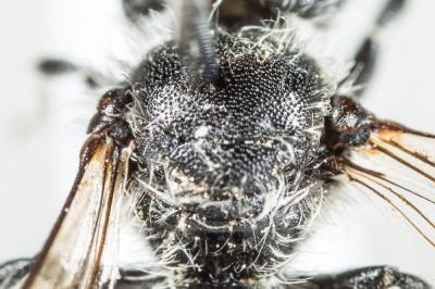  Osmia ligurica Morawitz, 1868
