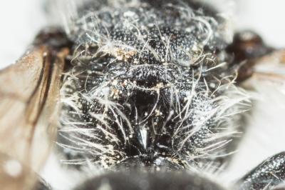  Osmia ligurica Morawitz, 1868
