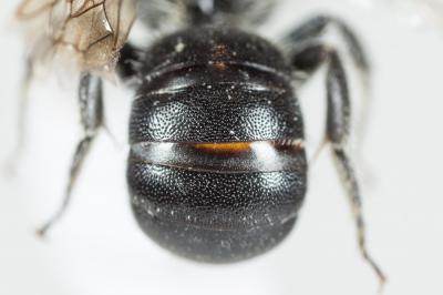  Osmia ligurica Morawitz, 1868