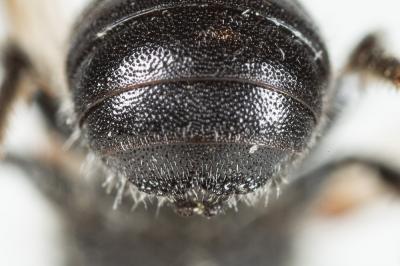  Osmia ligurica Morawitz, 1868