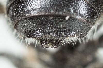 Osmia ligurica Morawitz, 1868