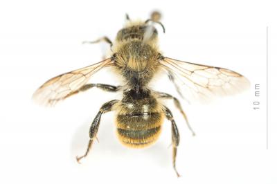  Osmia nasoproducta Ferton, 1909