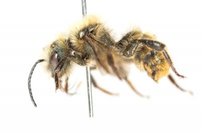  Osmia nasoproducta Ferton, 1909