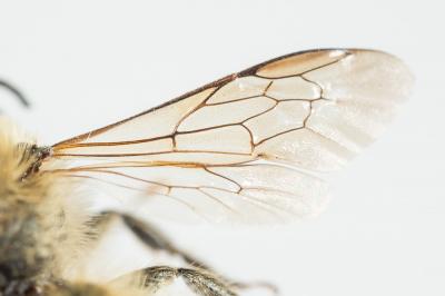  Osmia nasoproducta Ferton, 1909
