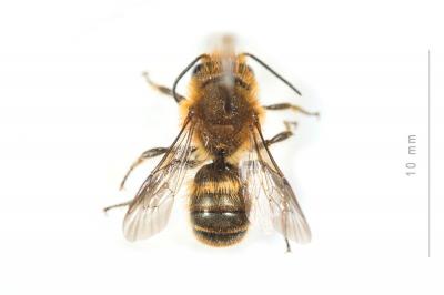  Osmia niveata (Fabricius, 1804)