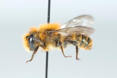  Osmia niveata (Fabricius, 1804)