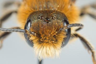  Osmia niveata (Fabricius, 1804)