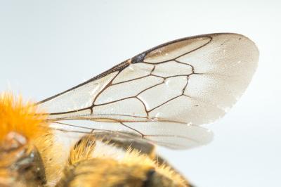  Osmia niveata (Fabricius, 1804)