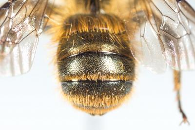  Osmia niveata (Fabricius, 1804)