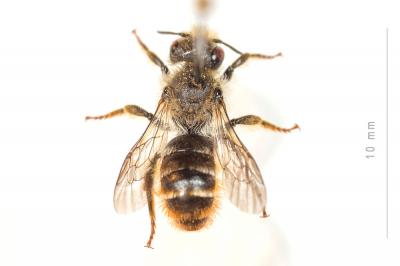  Osmia rufohirta Latreille, 1811