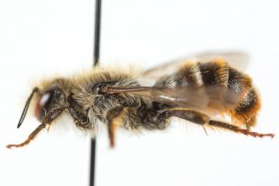  Osmia rufohirta Latreille, 1811