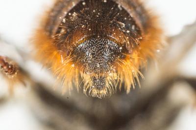 Osmia rufohirta Latreille, 1811