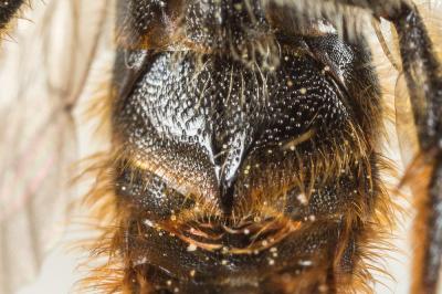  Osmia rufohirta Latreille, 1811