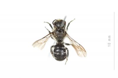  Osmia scutellaris Morawitz, 1868
