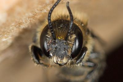 Osmia scutellaris Morawitz, 1868