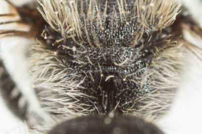  Osmia scutellaris Morawitz, 1868