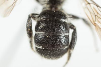  Osmia scutellaris Morawitz, 1868