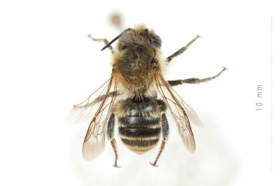  Osmia signata Erichson, 1835