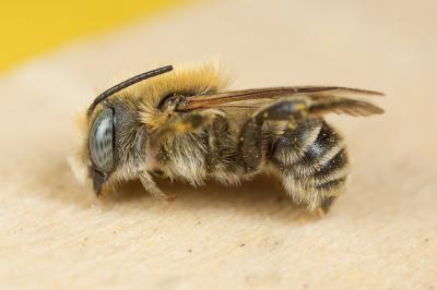  Osmia signata Erichson, 1835