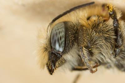  Osmia signata Erichson, 1835