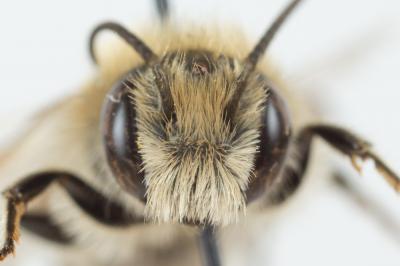  Osmia signata Erichson, 1835