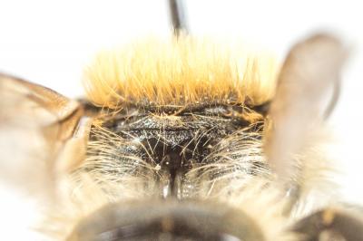 Osmia signata Erichson, 1835