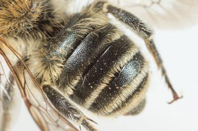  Osmia signata Erichson, 1835