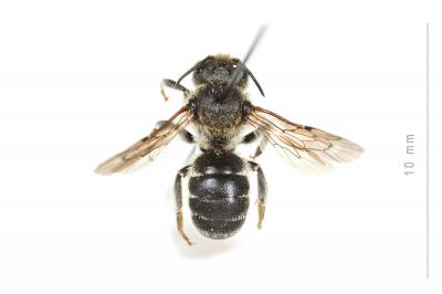  Osmia spinulosa (Kirby, 1802)