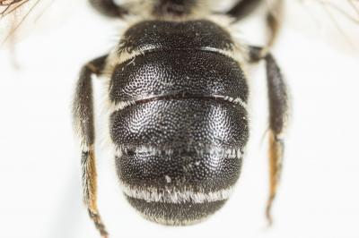  Osmia spinulosa (Kirby, 1802)