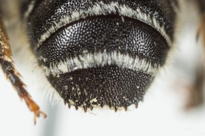  Osmia spinulosa (Kirby, 1802)