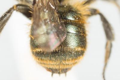  Osmia submicans Morawitz, 1870