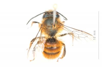 Osmia tricornis Latreille, 1811