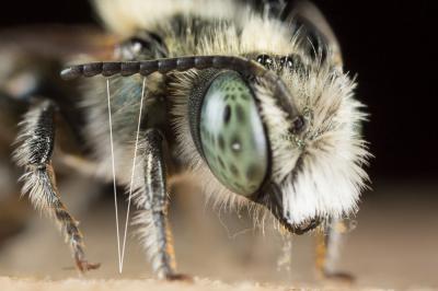  Osmia versicolor Latreille, 1811