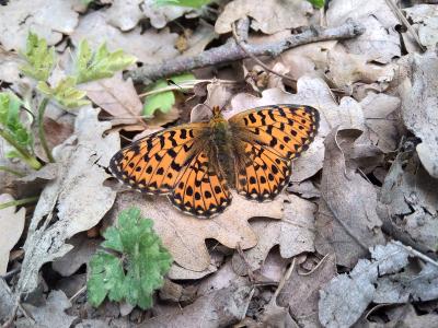 Grand collier argenté (Le), Nacré sagitté (Le) Boloria euphrosyne (Linnaeus, 1758)