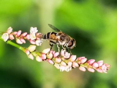  Eristalis arbustorum (Linnaeus, 1758)