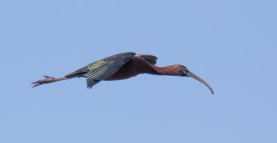 Ibis falcinelle Plegadis falcinellus (Linnaeus, 1766)