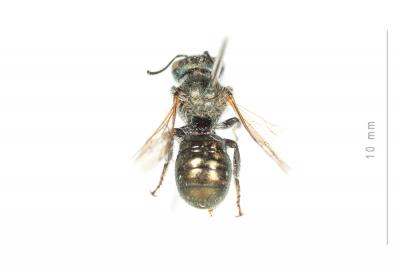  Osmia viridana Morawitz, 1874
