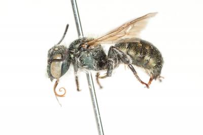  Osmia viridana Morawitz, 1874
