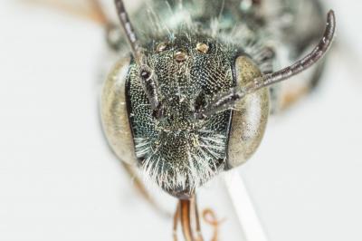  Osmia viridana Morawitz, 1874