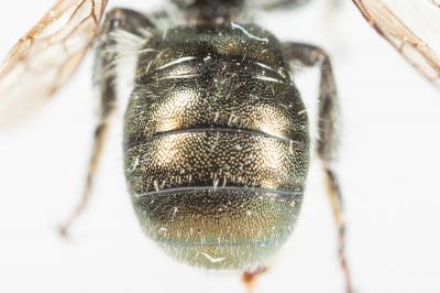 Osmia viridana Morawitz, 1874