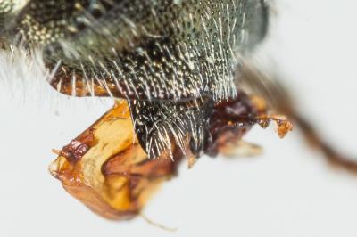  Osmia viridana Morawitz, 1874