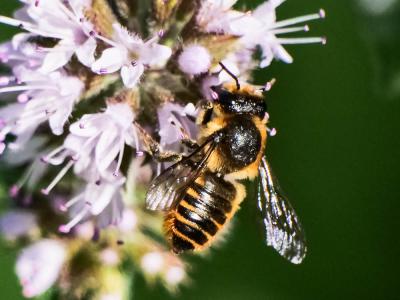Mégachile du rosier, Abeille découpeuse Megachile centuncularis (Linnaeus, 1758)
