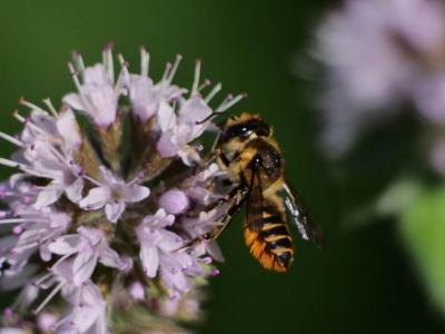 Mégachile du rosier, Abeille découpeuse Megachile centuncularis (Linnaeus, 1758)