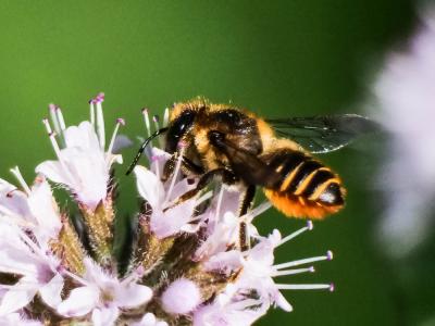 Mégachile du rosier, Abeille découpeuse Megachile centuncularis (Linnaeus, 1758)