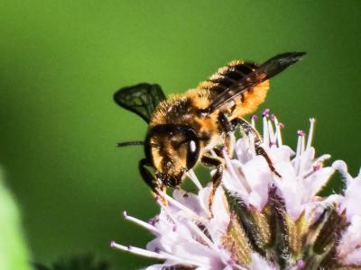 Mégachile du rosier, Abeille découpeuse Megachile centuncularis (Linnaeus, 1758)