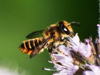 Mégachile du rosier, Abeille découpeuse Megachile centuncularis (Linnaeus, 1758)
